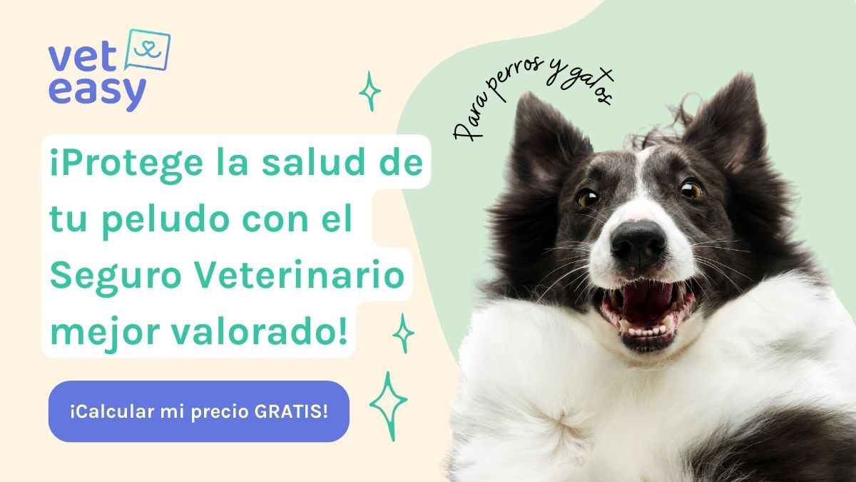 Veteasy insurance info