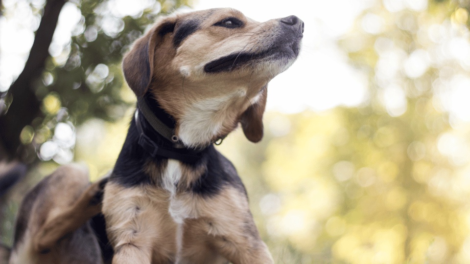 antihistaminicos-naturales-para-perros-que-son-y-cuales-existen