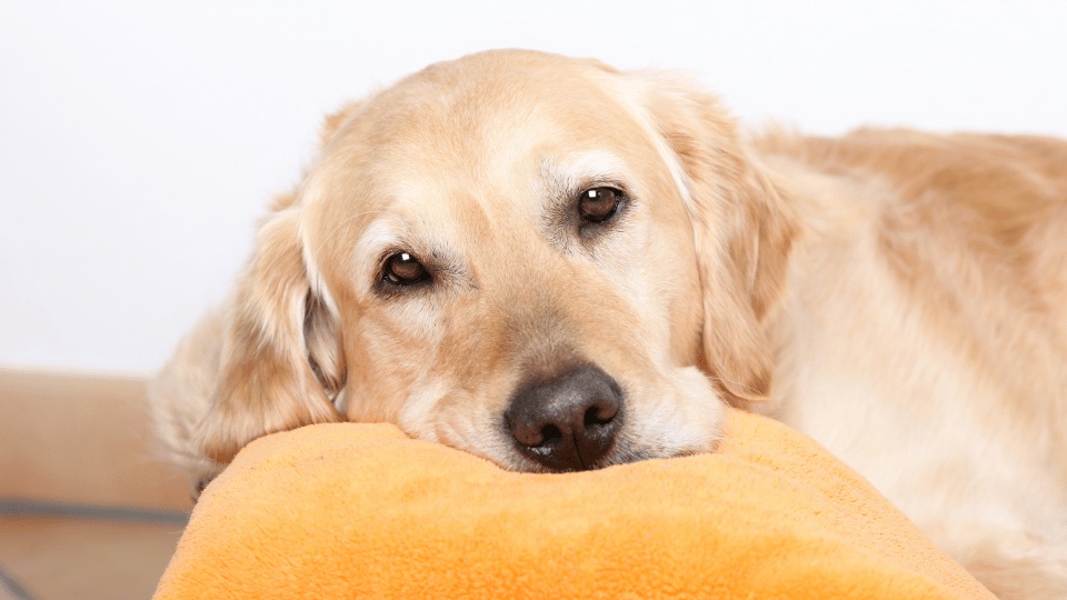 soplo-en-el-corazon-perros-que-es-tipos-y-cuidados