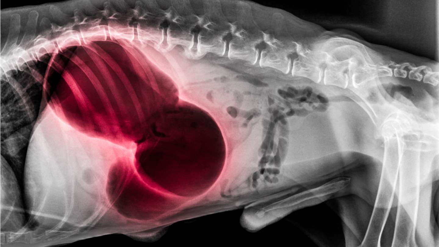 torsion-gastrica-perros-que-es-sintomas-y-factores-de-riesgo