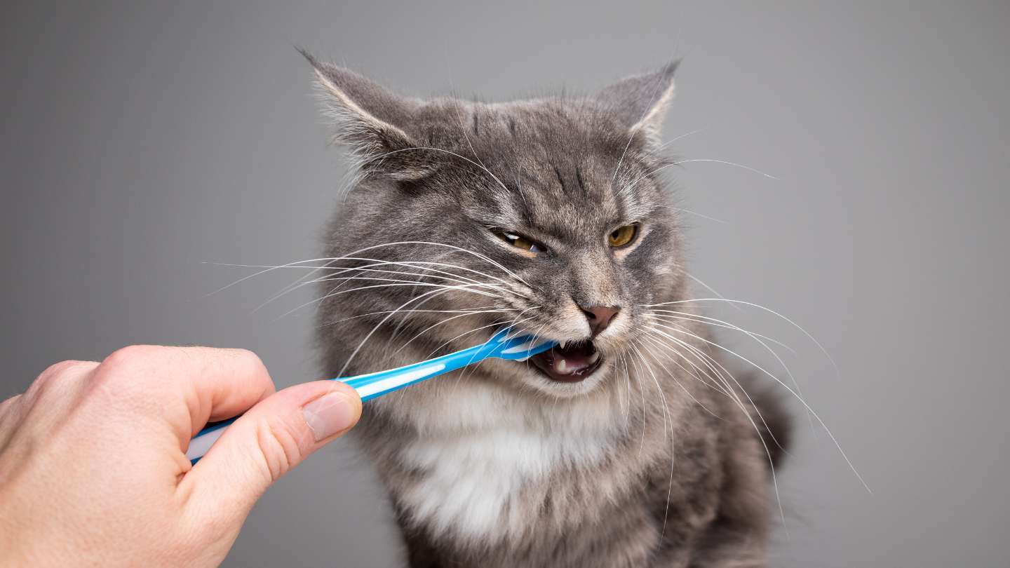 como-limpiar-los-dientes-de-tu-gato-descubrelo