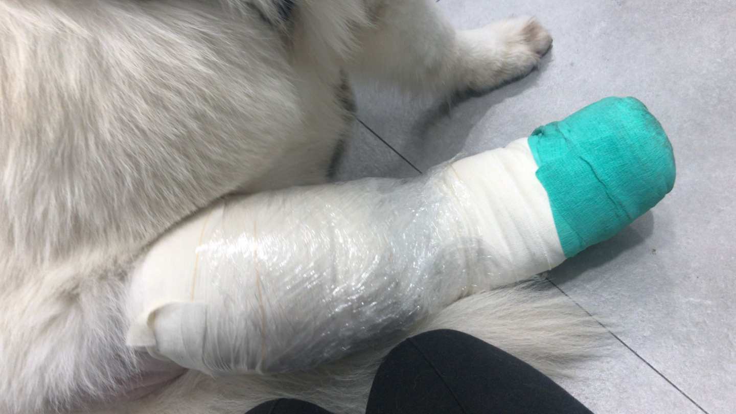 lesion-del-ligamento-cruzado-perro-causas-sintomas-y-prevencion