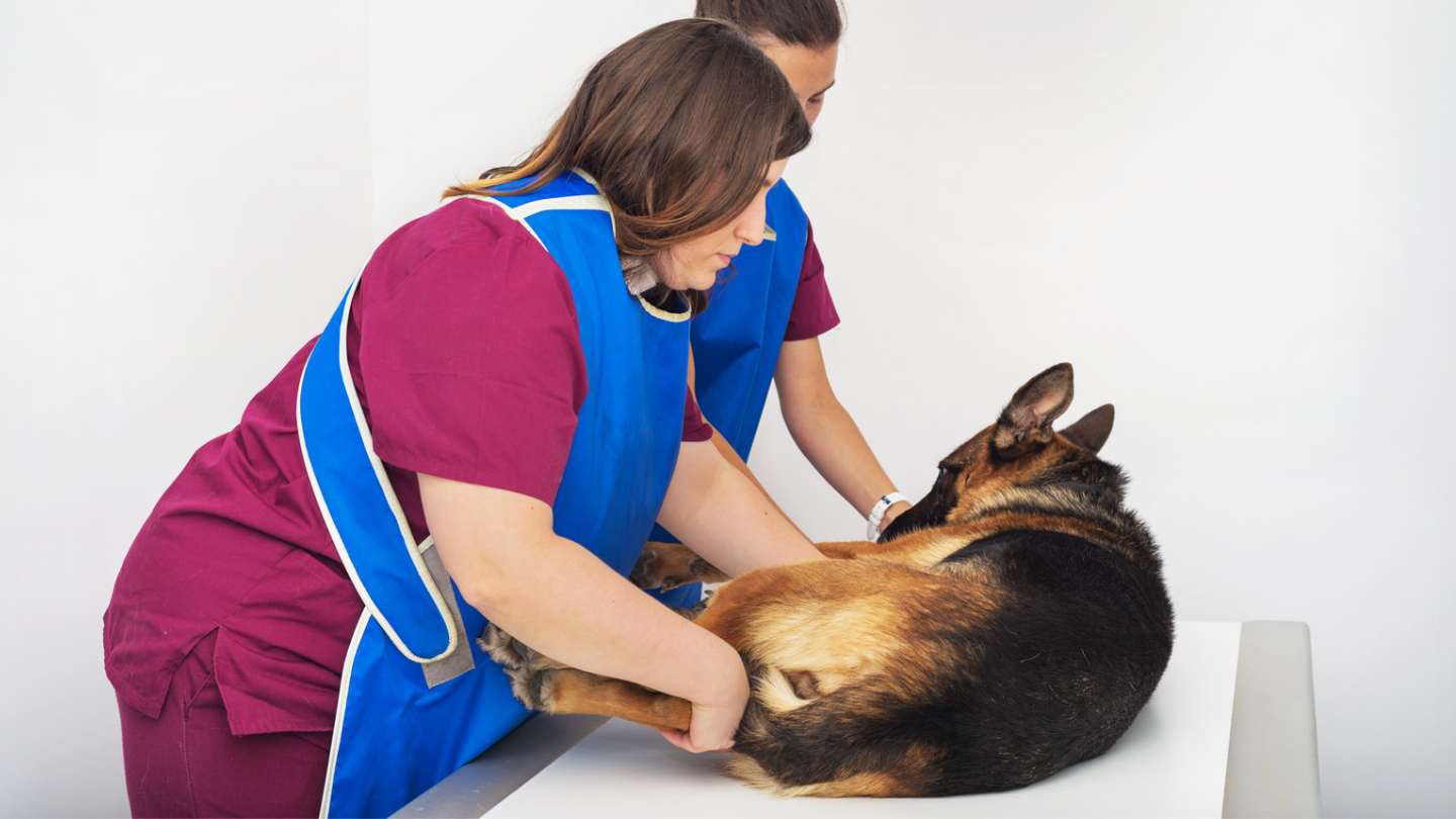 edema-pulmonar-en-perros-causas-y-sintomas