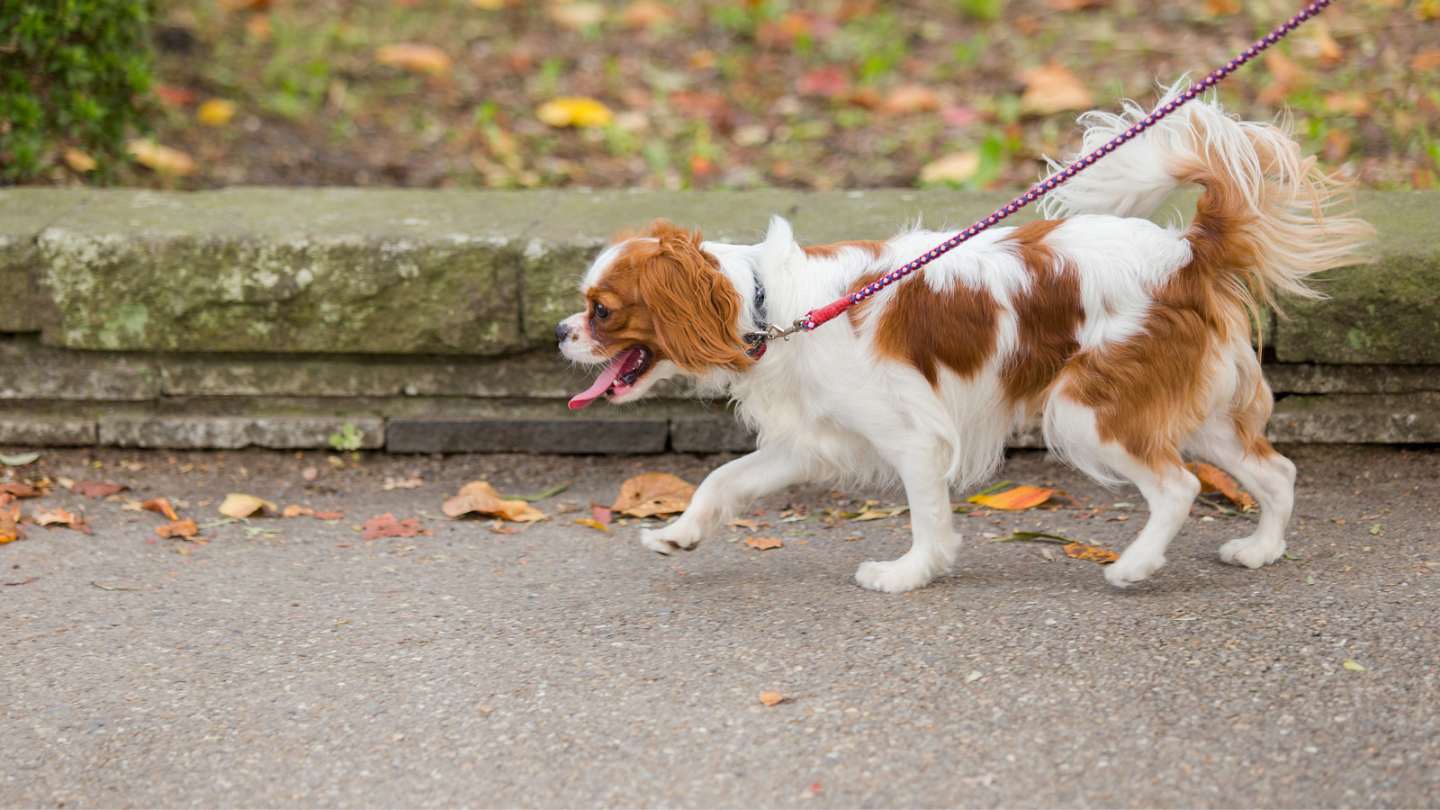 ataxia-perros-causas-principales