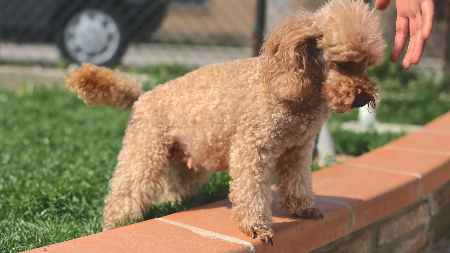 embarazo-perro-como-notarlo-y-que-cuidados-se-requieren
