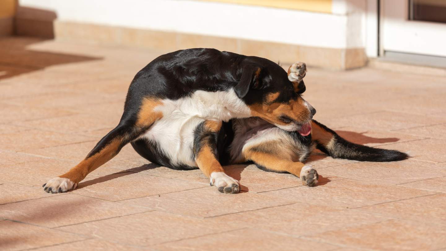 mi-perra-se-lame-mucho-sus-partes-4-causas