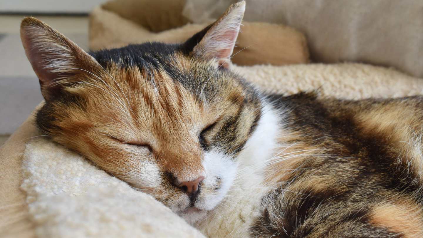 pancreatitis-gatos-que-es-sintomas-y-tratamiento