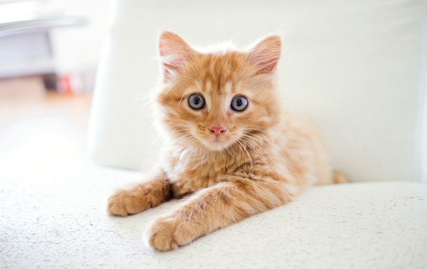 cuando-castrar-a-un-gato-macho