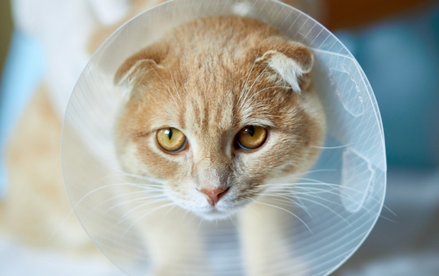 cuando-se-notan-los-efectos-de-castrar-a-un-gato