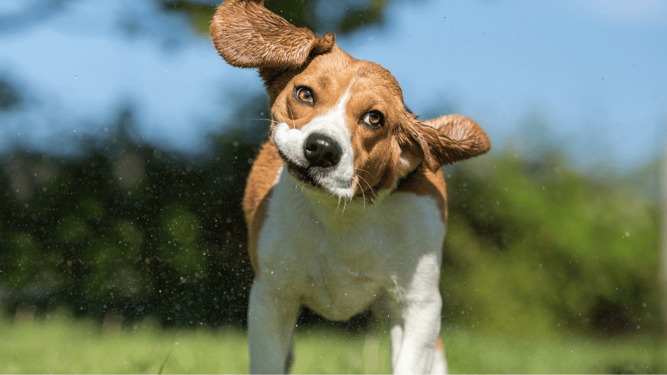 otohematoma-en-perros-que-es-sintomas-y-tratamiento