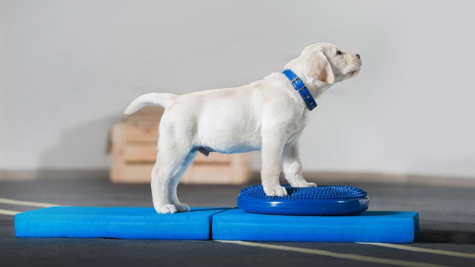 sindrome-vestibular-en-perros-que-es-sintomas-y-tratamiento