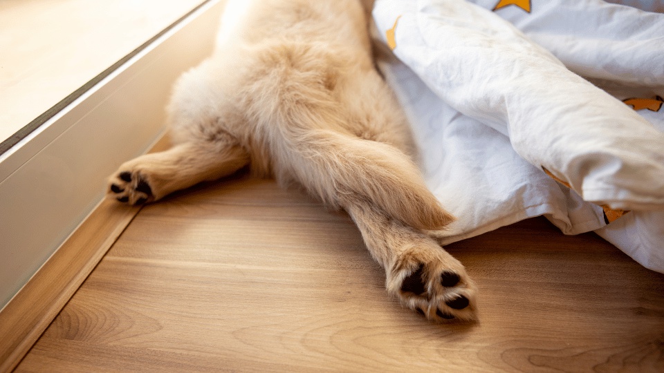 ataques-epilepticos-en-perros