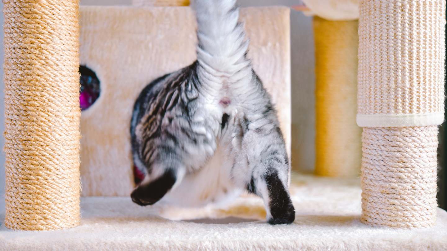 Pene gato características principales y apareamiento Pene gato características principales y apareamiento